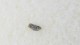 - METEORITE – PARNALLEE - INDE - MICRO µ (LL 3) - CHUTE HISTORIQUE OBSERVEE LE 28 FEVRIER 1857 - Meteorites