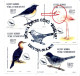 BIRDS-FLAMINGOS-ERROR-FDC-NORTHERN TURKISH CYPRUS-2003-SCARCE-D3-17 - Flamants