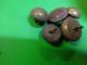 Lot De 30  Boutons Militaire Am Et Cie--crellier Beaucourt -bouton Marine Et Guerre De 14 - Boutons