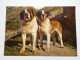 Chien Saint Bernard , Hospice Du Grand Saint Bernard - Chiens