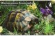 Tortue Tortoise Turtle Télécarte Phonecard  Bulgarie R699 - Tortues