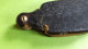 Delcampe - Fijne Antieke Vouwbril/lorgnette, Eind 19de Eeuw-begin 20 Ste Eeuw, Schildpad Tortoise-shell - Occhiali