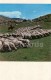 Jailoo - Sheep - Horse - Shepherd - 1974 - Kyrgyzstan USSR - Unused - Kirghizistan