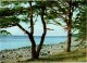 Seashore Near Tuja - Pine Trees - Vidzeme Seaside Views - Latvia USSR - Unused - Lettonie