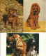 Lot De 7 Cp Format 10-15 Cocker Irlandais-Gold Spaniel-Setter Irlandais-Chiens De Chasse- - Chiens