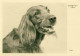 Lot De 7 Cp Format 10-15 Cocker Irlandais-Gold Spaniel-Setter Irlandais-Chiens De Chasse- - Chiens