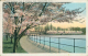 US WASHINGTON DC / Cherry Blossom Time At Potomac Park / CARTE COULEUR - Washington DC