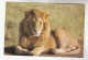 1987 KENYA COVER Stamps 3/50 Ceropegia Ballyana To Switzerland (postcard LION) Flower - Kenya (1963-...)