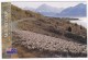 Mustering Sheep By Lake Pukaki With Mount Cook  - New Zealand - Nieuw-Zeeland