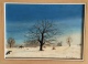 [QU007] BERONE ARMANDO - Olio Su Tela - Cm. 34x25 - Albero E Neve 1979 - Huiles