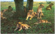 Thème - Animaux - Lion Tanzanie - 2 Cartes - Lions