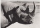 Rhino Rhinoceros - Neushoorn