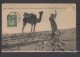 Tunisie - N° 31 Obli/sur Carte " Prière Dans Le Sable "  - Cachet Ambulant " Bizerte A Tunis " - 1911 - Storia Postale