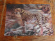 3D Postcards    Big Format Gepard Cheetah - Tijgers