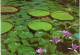 Amérique - Brésil - Brasil - Belem Vitoria Regia E Flores De Ninfas - Belém