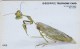 Korea, MO9806123, Mantis, Insect, 2 Scans. - Corea Del Sud