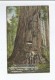 CALIFORNIA WONDERLAND CALAVERAS 81 BIG TREE EMPIRE STATE  94 FEET CIRCUNFERENCE  1917 - Altri & Non Classificati