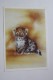 Little Cub - Leopard  - Panther Pardus Orientalis - Old Postcard - 1989 - Tigres