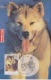 AAT-australian  13 -1-1994  KINGSTON Husky Australian - Cartoline Maximum