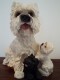 WESTIE AVEC SES 2 CHIOTS EN RESINE - Dogs