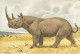 RHINOCEROS D'AFRIQUE - Rhinocéros