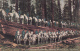 Mariposa Grove California - U.S. Cavalry On Fallen Monarch - Soldiers Army Military Horses - Unused - Other & Unclassified