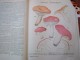 LE PETIT JOURNAL AGRICOLE 08/07/1903 AVEC PUB 16 PAGES PLANCHE COULEUR CHAMPIGNONS - 1900 - 1949