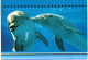 Thème - Animaux - Dauphin - 2 Cartes - Dauphins