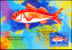 Delcampe - FISHES-VERY LARGE SET OF 25 MAXIMUM CARDS-F.V OVER $150-SOLOMON ISLANDS-2013-SCARCE-MNH-SCARCE-MC-39 - Poissons