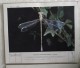 La Documentation Photographique N°176 – Les Insectes – Dossier Du Mois De Juin 1957 - Sciences