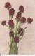 CPA Blumenstrauß - 1909 (23589) - Blumen