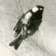 France Haute Savoie Col De La Golese Oiseau Photographie Animalière Amateur Des Années 1960 - Other & Unclassified