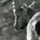 Italie Parc National Grand Paradis Bouquetin Photographie Animalière Amateur Des Années 1970 - Other & Unclassified