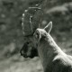 Italie Parc National Grand Paradis Bouquetins Photographie Animalière Amateur Des Années 1970 - Other & Unclassified