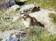 France Marmotte Des Alpes Photographie Couleur Animalière Amateur Des Années 1970 - Other & Unclassified