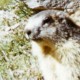 France Marmotte Des Alpes Photographie Couleur Animalière Amateur Des Années 1970 - Other & Unclassified