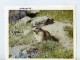 France Marmotte Des Alpes Photographie Couleur Animalière Amateur Des Années 1970 - Other & Unclassified