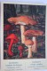 Cortinarius Bolaris & C. Cinnab  MUSHROOMS -  Mushroom - Champignon - Printed In Ukraine ("Moya Lystivka" Edition), 2014 - Champignons