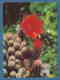 214534 / Cactus Cactaceae Kakteengewächse - Photo R. ILIEV , Bulgaria Bulgarie Bulgarien Bulgarije - Cactusses