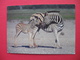 Burchell"s Zebras In The Etosha National Park.Butterfly Stamp - Namibia