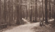 ALTE POSTKARTE UELZEN WALDPARTIE Wald Bäume Holz Forest Ansichtskarte Postcard AK Cpa - Uelzen