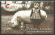 Hungary, Bekescsaba, Sausage Festival, Very Big Pig With A Smiling Little Girl, Od Photo, 2015. - Petit Format : 2001-...
