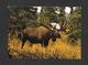 ANIMAUX - ANIMALS - ORIGNAL - BULL MOOSE - NORTH AMERICAN WILDLIFE - PHOTO E. FLIPSE - Autres & Non Classés