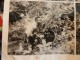 Delcampe - Wwii Photo PRESS Borneo 1945 Execution Japonais Lance Flamme Australian Flame Thrower Sets Jap 6 Photos Live - Guerra, Militari