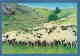215197 / A FLOCK OF SHEEP IN THE GRAZING FIELD  , Mongolia Mongolei Mongolie - Mongolei
