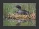 ANIMAUX - ANIMALS - OISEAUX - HUART À COLLIER - COMMON LOON - ANIMAUX  D' AMÉRIQUE DU NORD - PHOTO ESTHER SCHMIDT - Oiseaux