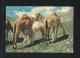 Jordan Picture Postcard Camels At Jordan Desert  View Card  AS PER SCAN - Jordanien