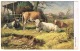 RB 1108 - Early 1900's Postcard - Cattle Cows - Animals Theme - 1d Rate Brisbane Australia - Covers & Documents