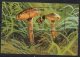 1998 Tanzania Fungi And Insects 2 Miniature Sheets Of 9  And 2 Souvenir Sheets MNH - Tansania (1964-...)