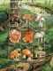 1998 Tanzania Fungi And Insects 2 Miniature Sheets Of 9  And 2 Souvenir Sheets MNH - Tansania (1964-...)